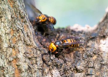 Asian hornet threatens ecosystems, agriculture, and health.