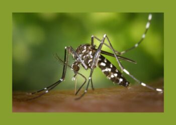 Beyond the Bite: recommended Financial Survival Tips for Dengue Fever