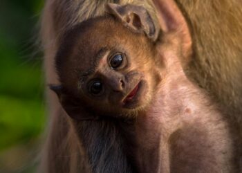 When two siblings rescue a baby monkey against their parents' wishes, their quiet home is transformed by unexpected love. Bond Beyond Words is a moving short story about the joy of connection, the pain of parting, and the memories that never fade.