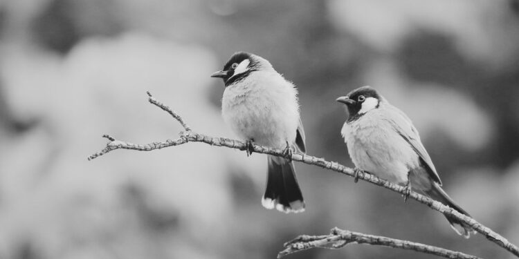 Explore a wide range of examples of the "two birds, one stone" principle. See how combining tasks can boost efficiency in your personal and professional life.