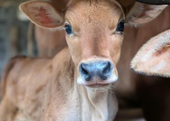 Read the poignant short story of Bob, a ranch-born calf whose innocent bond with a young boy is shattered by the harsh realities of ranch life. A powerful tale about freedom, exploitation, and the emotional cost of being born into a world controlled by humans.